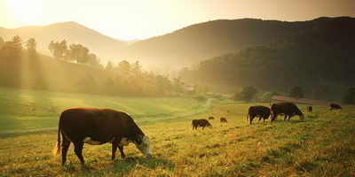 Бактеріофаги в сільському та рибному господарстві