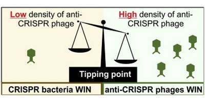 Бактеріофаги співпрацюють для подолання стійкості бактерій