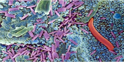 Сучасні можливості терапії та профілактики мікробної інфекції