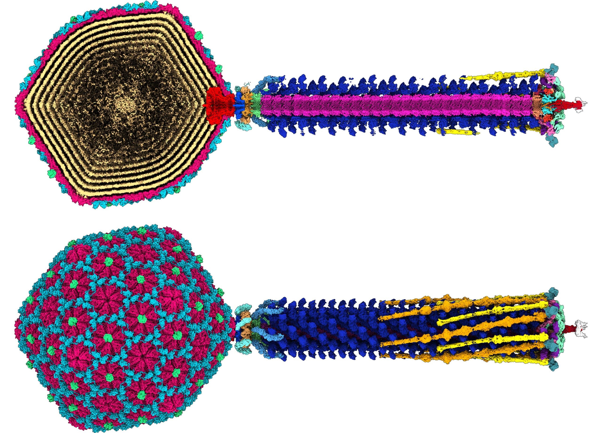 Вражаюча тривимірна карта бактеріофага дає нову надію у боротьбі з антибіотикорезистентністю