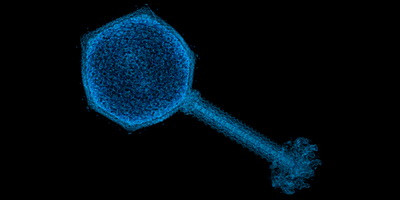 Антибіотики та бактеріофаги: разом сильніше?