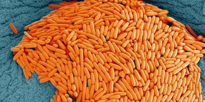 Клітини людини підвищують вірулентність фагів