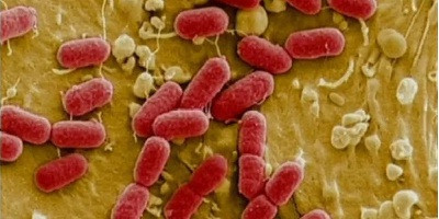 Фаговий коктейль показав ефективність проти E.coli та безпеку для мікробіоти кишечника