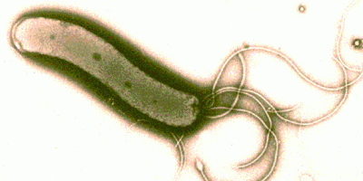 За 20 років кількість стійких до антибіотиків штамів Helicobacter pylori подвоїлася