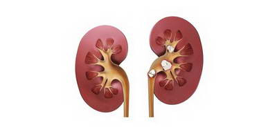 Бактеріофаги в урологів: досвід застосування