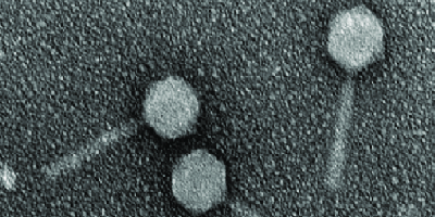 Створено синтетичний бактеріофаг, що вражає синьогнійну паличку