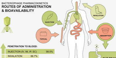 Що відомо про фармакокінетику бактеріофагів?