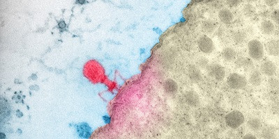 Складено каталог бактеріофагів, що мешкають у кишечнику людини