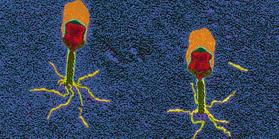 Оголошено про перші в світі клінічні випробування препарату рекомбінантного фага