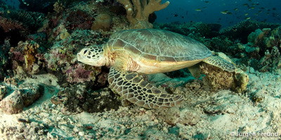 Бактеріофаги рятуватимуть рідкісних тварин