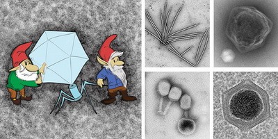 У Вроцлаві відбувся семінар EMBO «Мікробні віруси 2018».