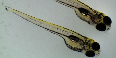 Зручна модель для доклінічного тестування фагів