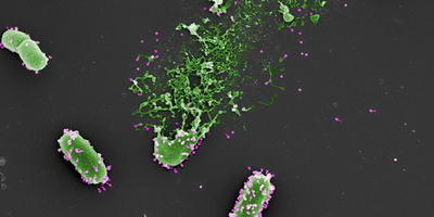 Для чого бактеріофагам потрібні ад'юванти?